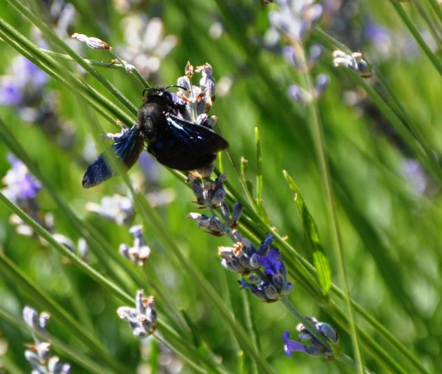 Xylocopa violacea, maschio